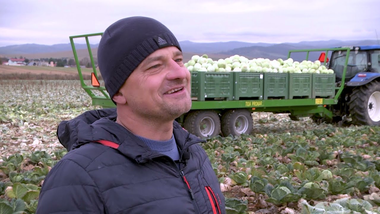 Kapusta sa z našich polí nevytratila