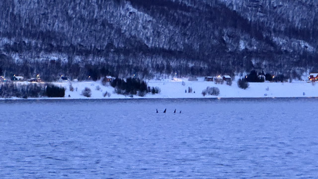 Norway | Skjervøy | Whale safari