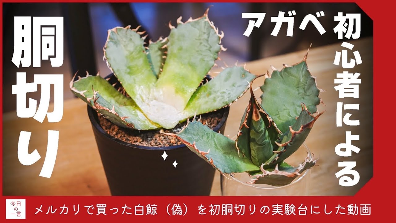 初心者がメルカリで買った怪しいアガベの胴切りに挑戦した【塊根・多肉】