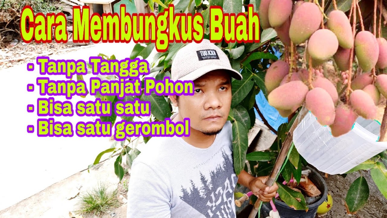 CARA MUDAH MEMBUNGKUS BUAH DIPOHON, TANPA TANGGA TANPA PANJAT POHON