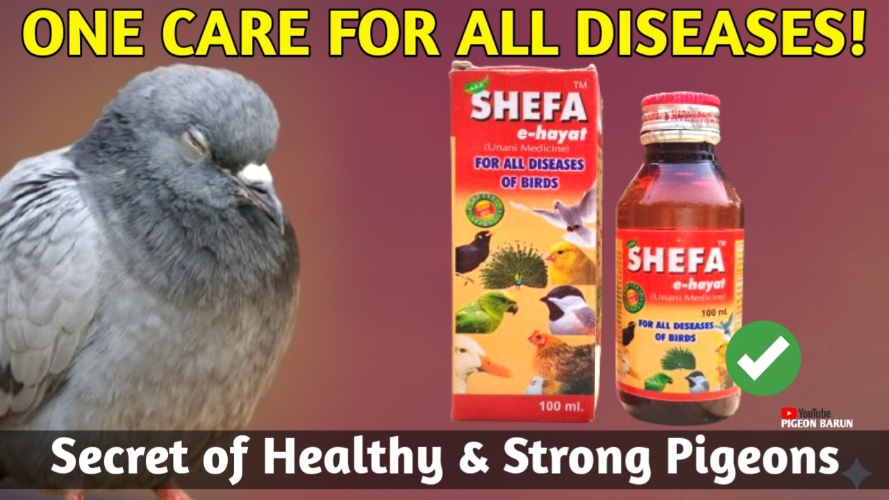 Shefa e Hayat Medicine for Pigeon 🕊️ | Benefits, Dosage & Full Treatment Guide