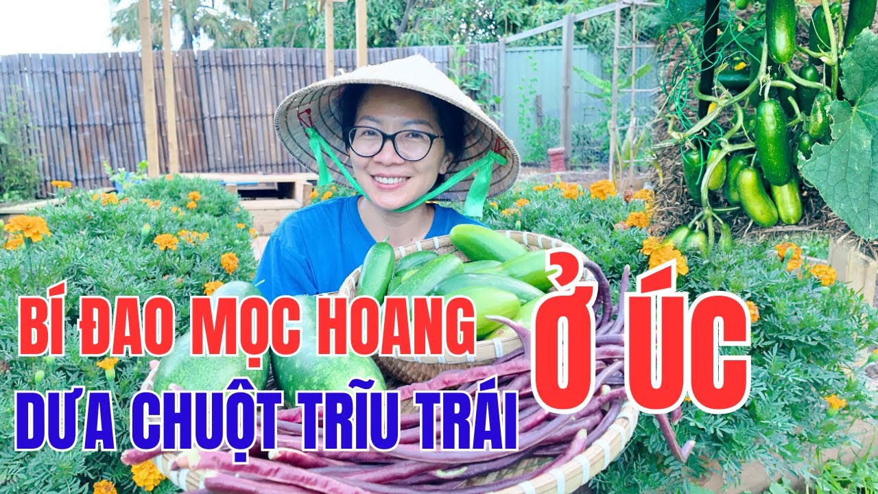 Cuộc Sống Úc - Thu Hoạch Dưa Chuột Trĩu Trái, Bí Đao Mọc Hoang, Đậu Đũa Đỏ - Vườn Rau Sạch Ở Úc