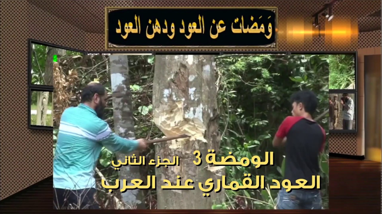 الومضة 3  الجزء 2  من (ومضات عن العود ودهن العود) للدكتور حسين الرفاعي