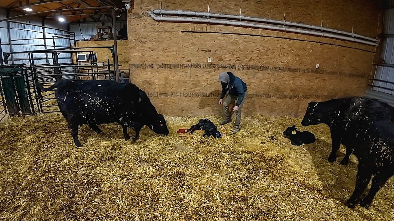 The last heifer to Calve!