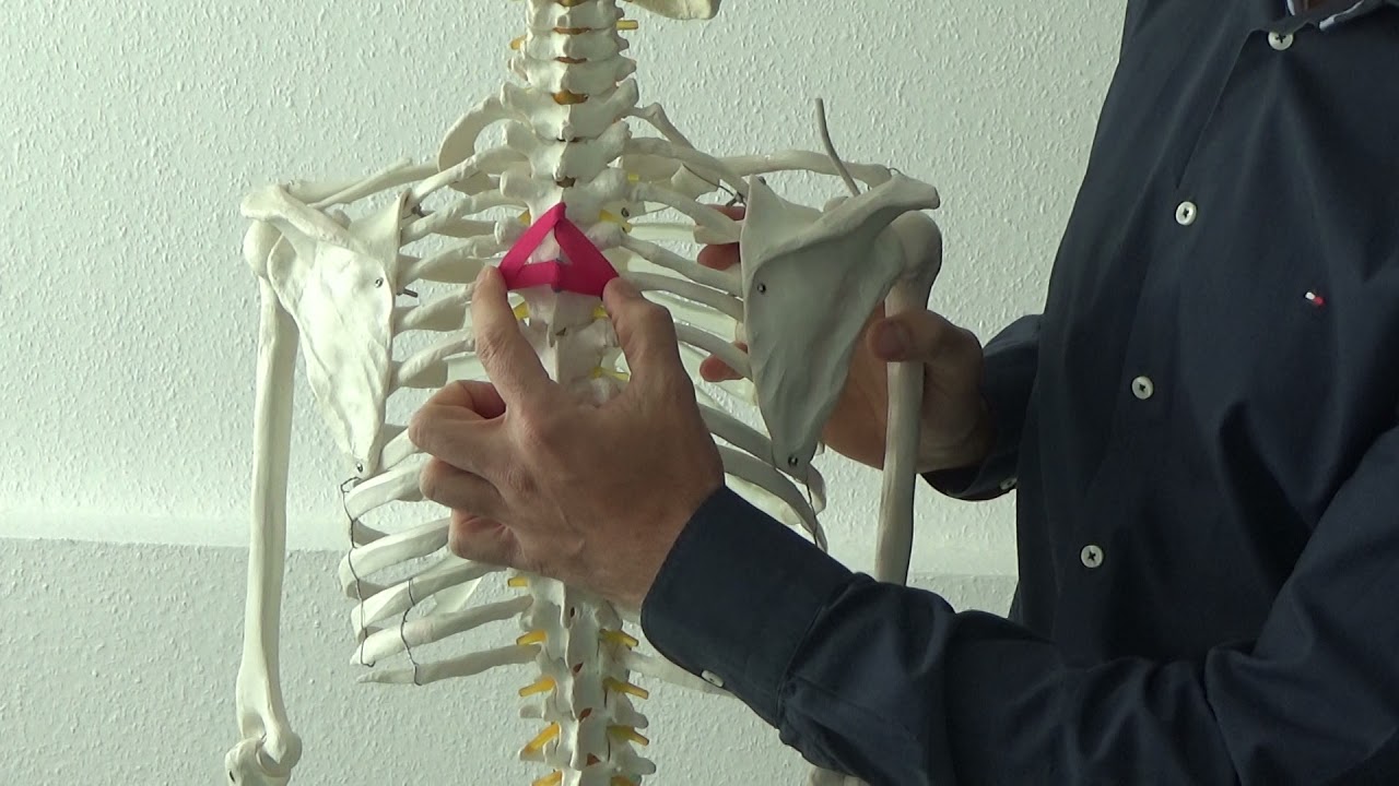Autochthone Muskulatur - m.  rotatores breves et longi (01 medial schräg)