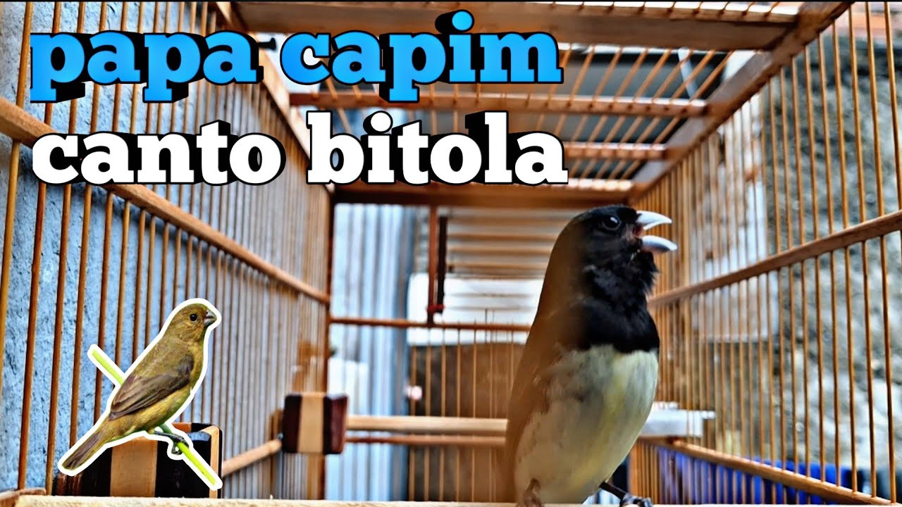 Papa Capim Bitola: O Encarte Perfeito Para Fazer Seu Pardo Cantar Muito!”