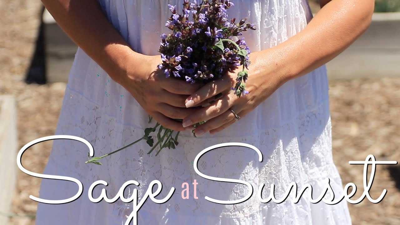 Sage Blossoms at Sunset | A Calming Slow Living Vlog