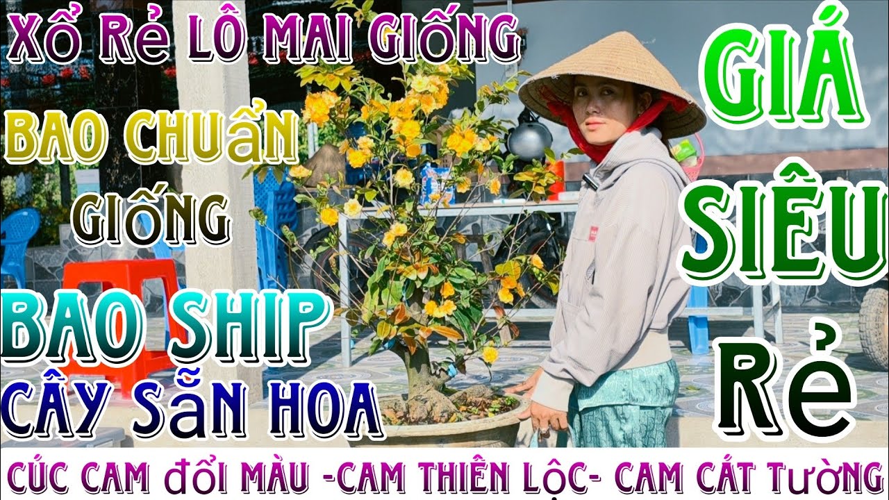 🌈12/03/2026☎️0344449496(LAN)🔥thanh lý dọn vườn lô mai giống siêu bông bình lợi,cam thiên lộc giá rẻ