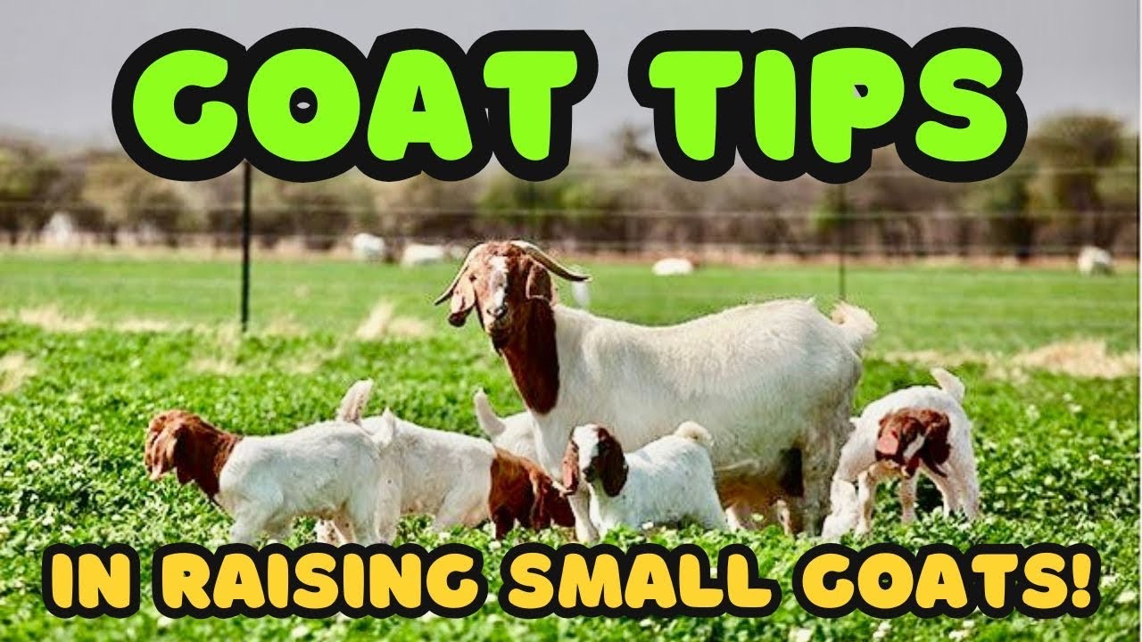Goat Tips In Raising Small Goats!