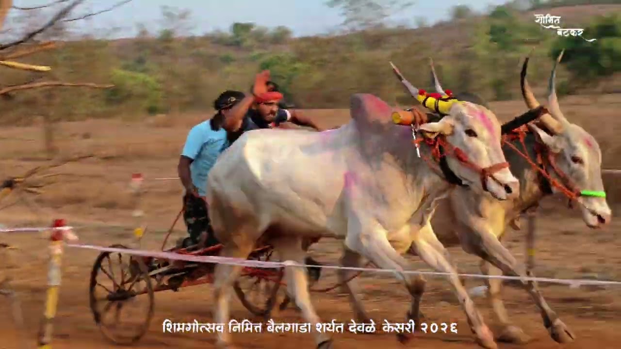 शिमगोत्सव निमित्त बैलगाडी शर्यत देवळे केसरी २०२६