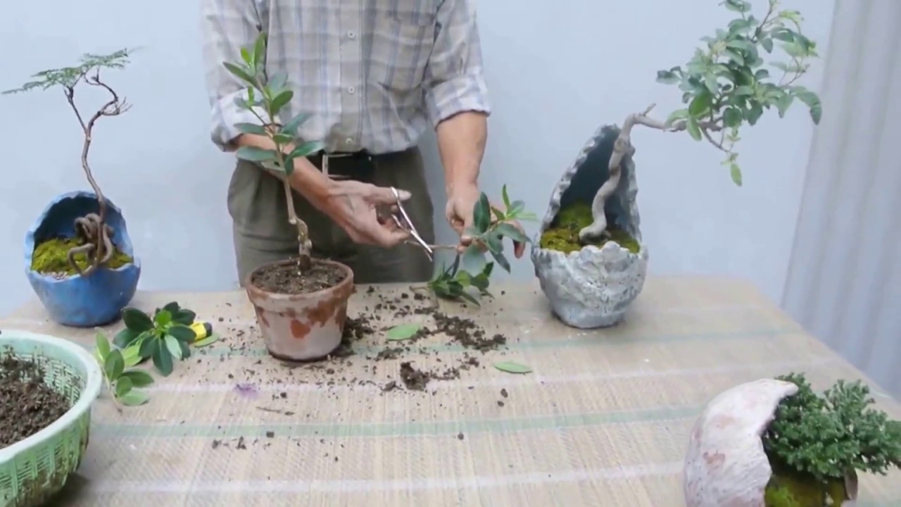 Creacion de un moyogi sin alambrar