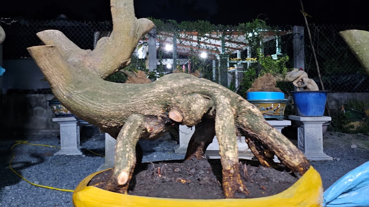 TÙNG MAI VÀNG 033 932 8187 dang phát Trực Tiếp kính mời 11 03