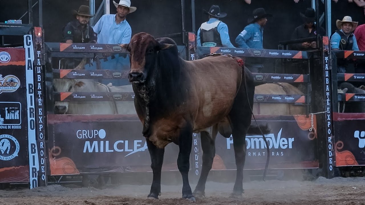 DISPUTA FINAL em TOUROS | Rodeio de TAUBATÉ-SP 2025
