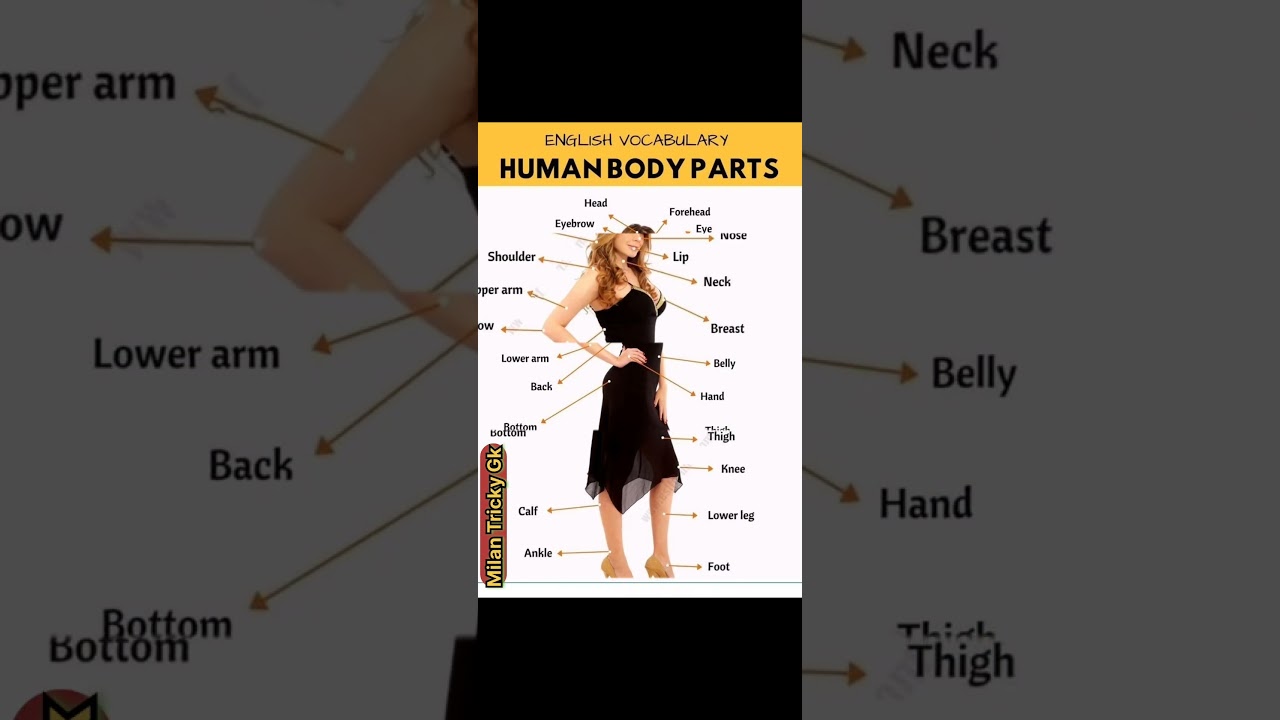 Human body Parts/Girl body part name/girl body parts/female anatomy/girl body part description#short