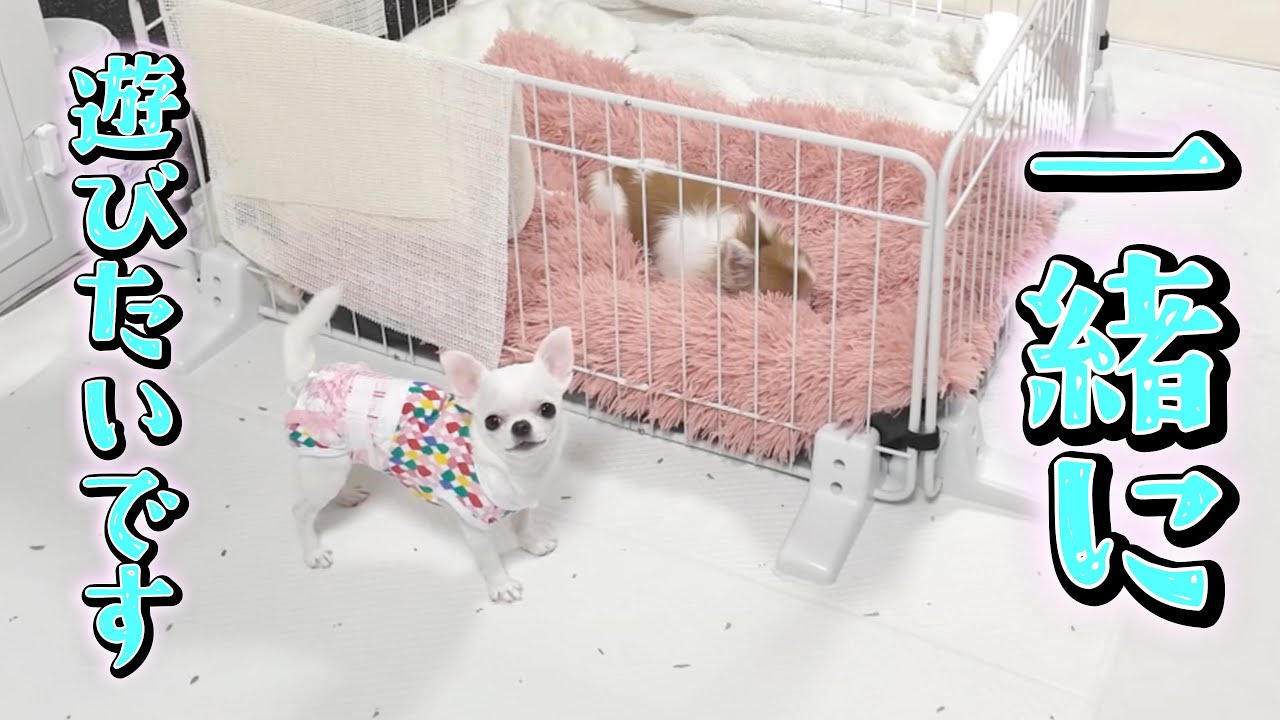 寂しそうな子犬の想い。寝たきりの高齢犬を誘う姿と孤独を埋めるパパの温もり