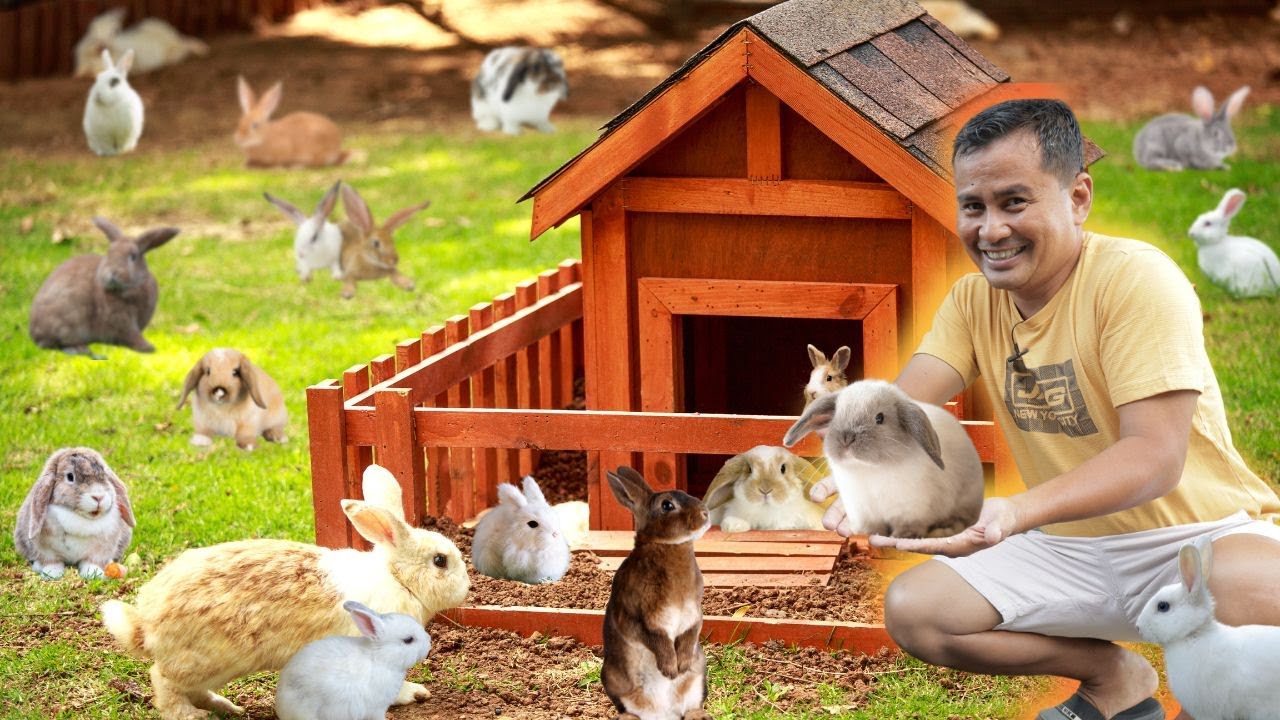 We’re Bringing Back the Rabbit Farm! 🐰 | Exciting Farm Revival Begins
