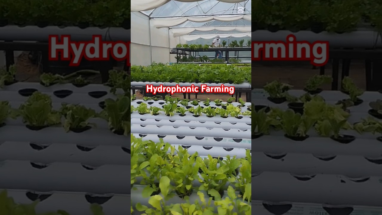 Hydrophonic farming #organic #fresh #farming #agriculture #hydroponics #viralvideo #trending