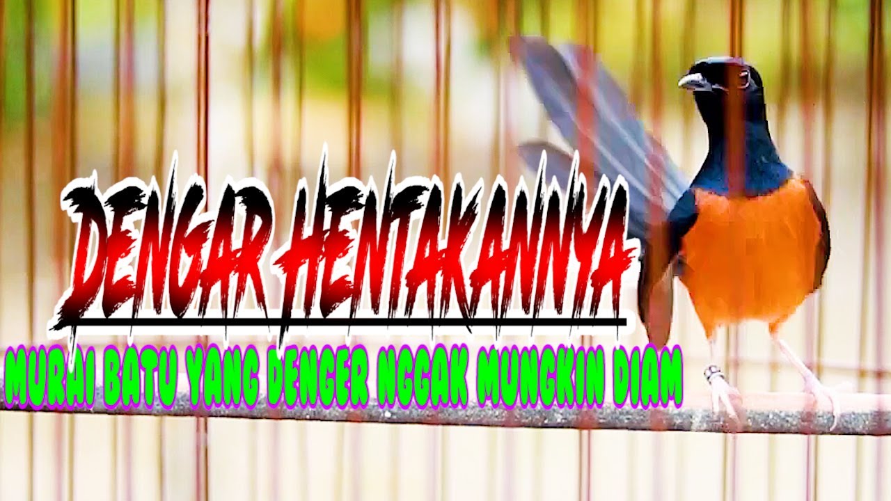 NGAK MUNGKIN DIAM DENGAR HENTAKAN TEMBAKANYA, MURAI APAPUN PASTI NYAMBAR