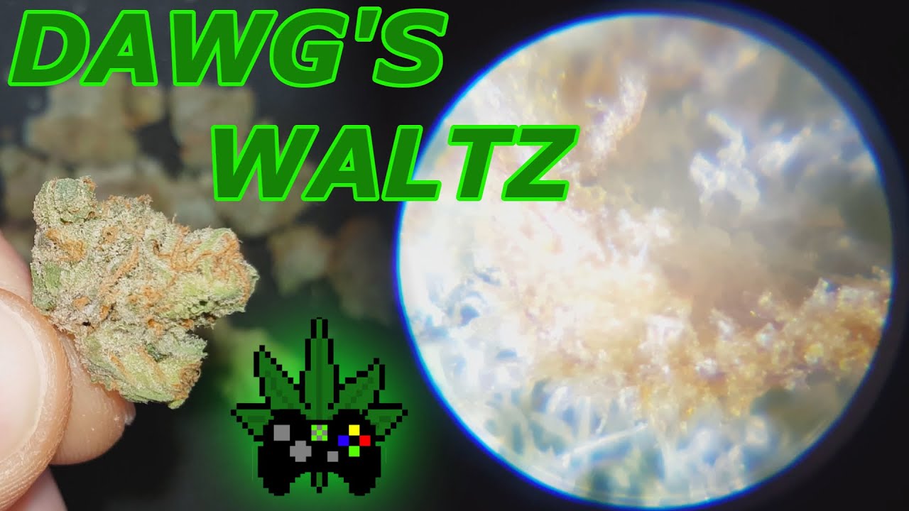 DAWG'S WALTZ - Close Ups + 420 Scope up to 100x Zoom!!