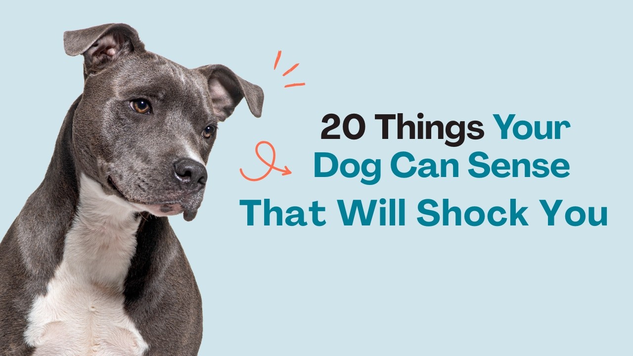 20 Things Your Dog Can Sense That Will Shock You