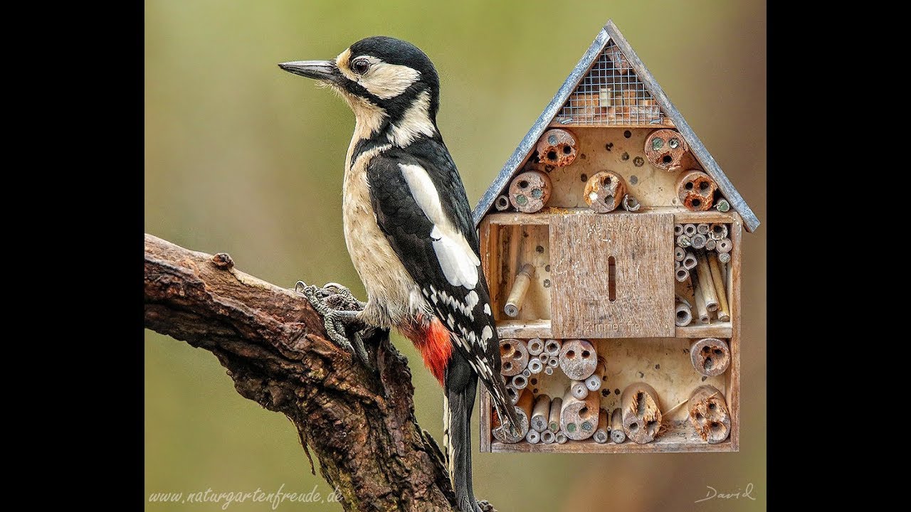 Spechtschaden und Vogelschutz am Insektenhotel