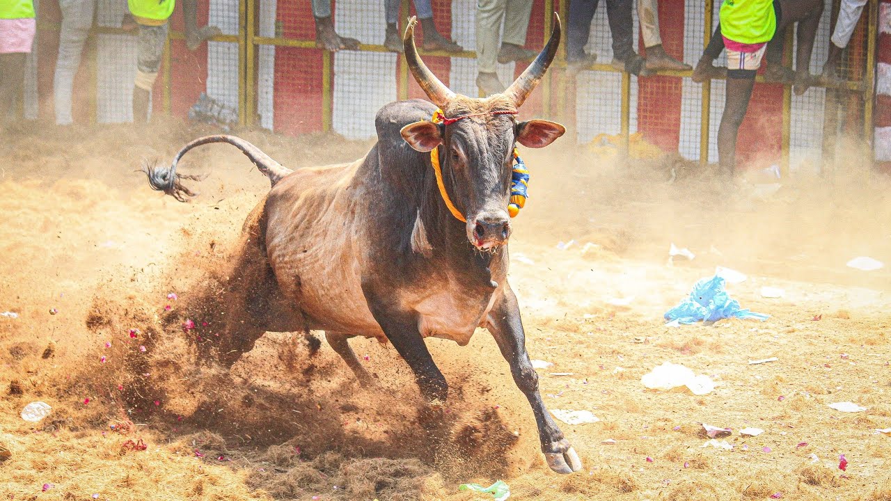 Kovilur Jallikattu 2026 Videos 07 | கோவிலூர் ஜல்லிக்கட்டு 2026 Videos 07
