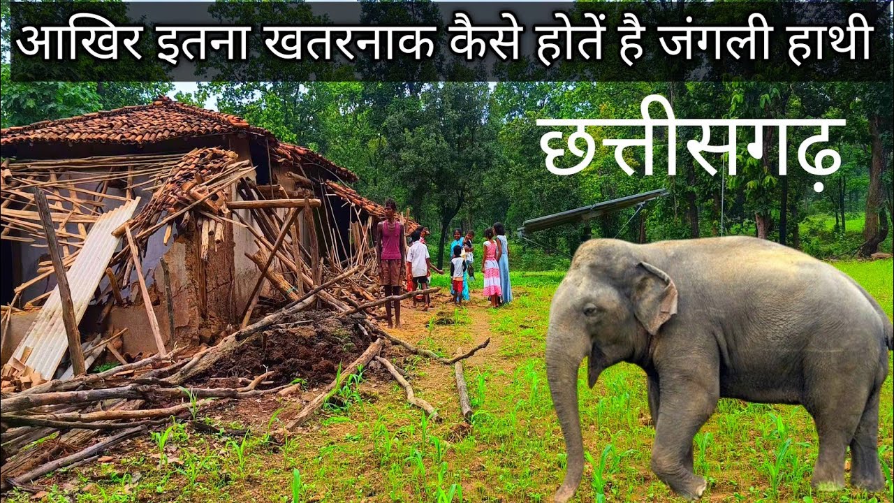 इतना खतरनाक कैसे होते हैं। जंगली हाथी  छत्तीसगढ़ How are wild elephants