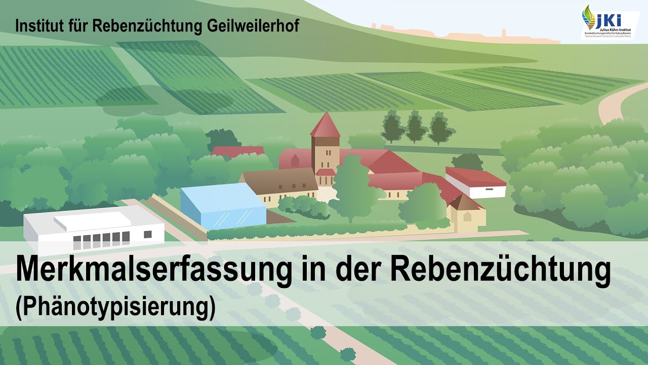 Merkmalserfassung in der Rebenzüchtung (Phänotypisierung)