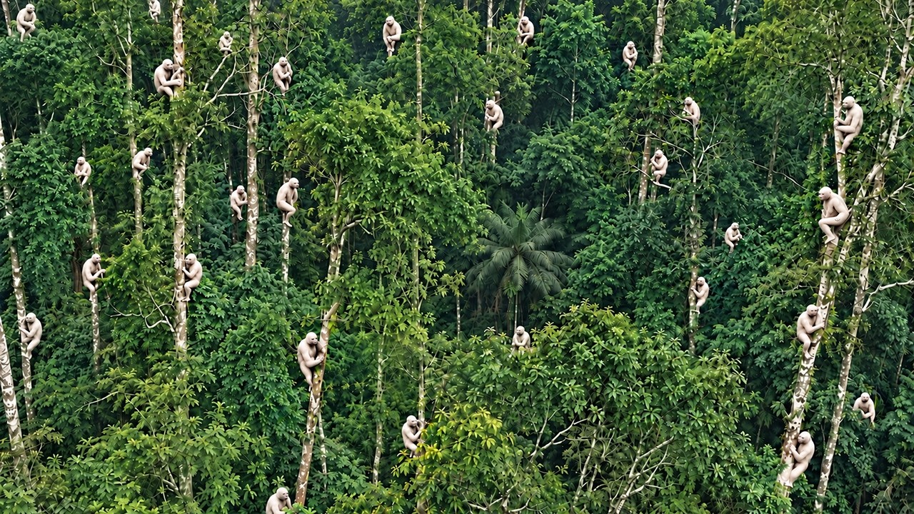 Most Incredible Forest Moments Caught on Camera | Wildlife Edition