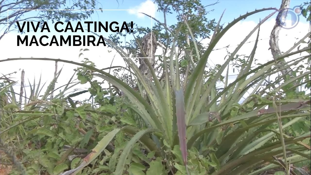 Viva Caatinga! Macambira