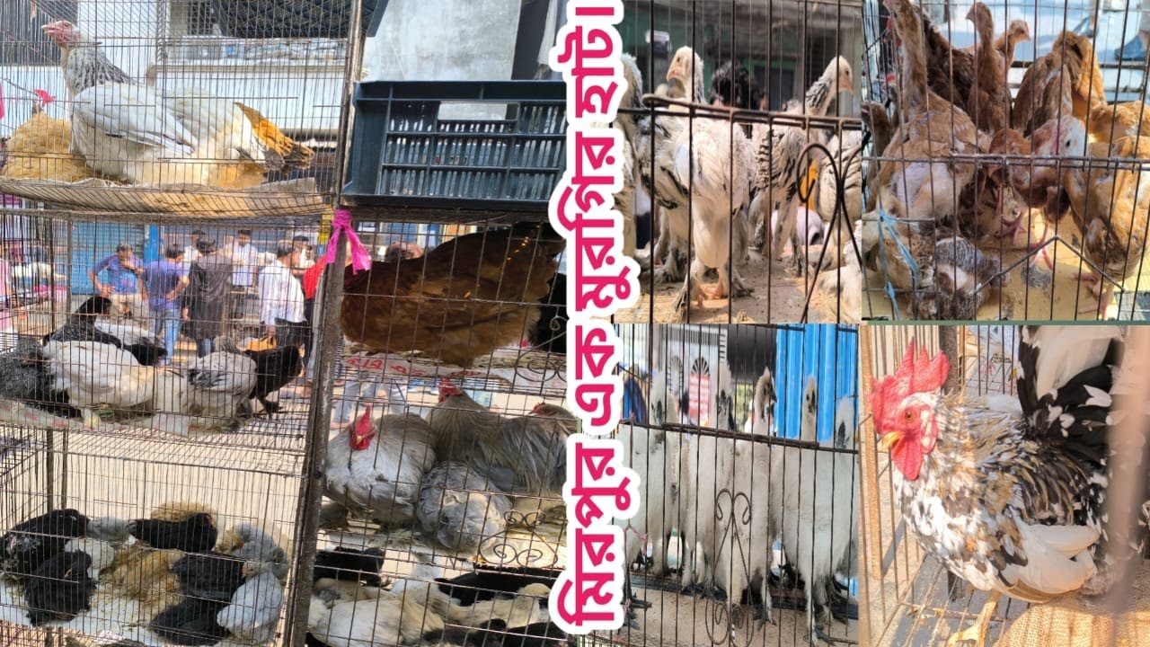 395 Mirpur 1 chicken hat। বাচ্চা সহ দেশি মুরগি ফেন্সি মুরগি টাইগার ফাউমি মুরগি ।Shorif & Chicken BD