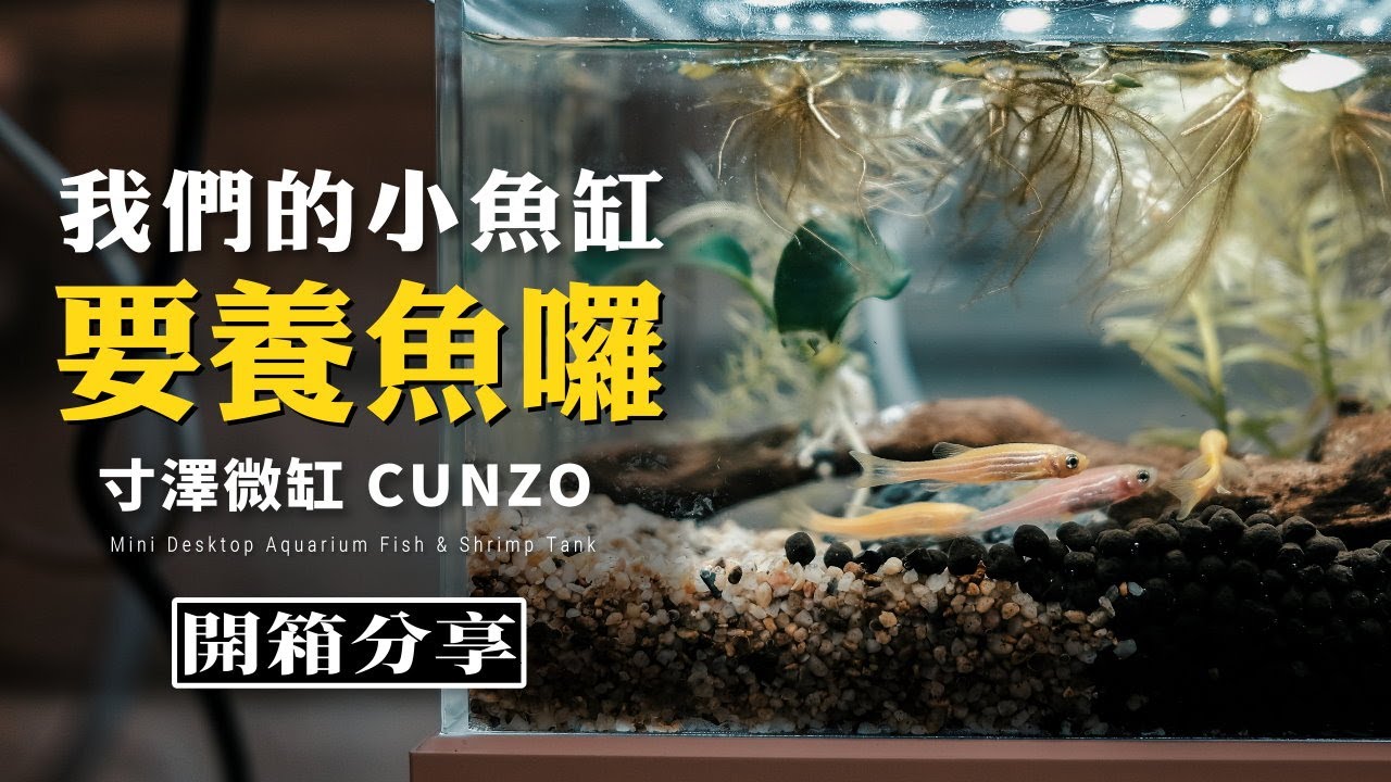 我們的迷你魚缸要放魚囉｜寸澤微缸｜Cunzo Mini Desktop Aquarium Fish & Shrimp Tank｜生活日常｜Nick老師