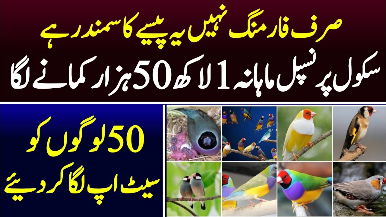 King Of Birds In pakpattan And Best farming Interview