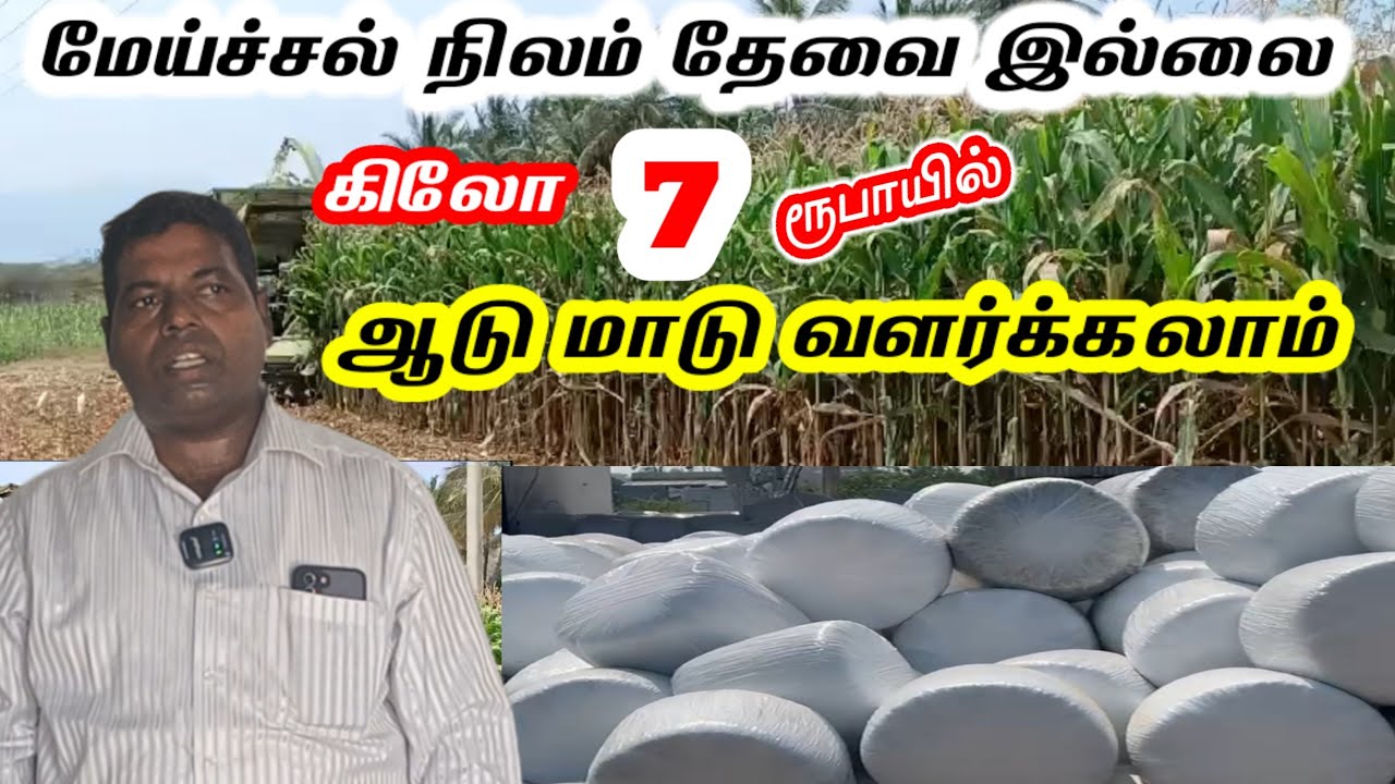 சைலேஜ் தீவனம் / செலவை பாதியாக குறைக்கலாம் / தமிழ்நாடு முழுவதும் - 9791569888 - @tamilvivasayi