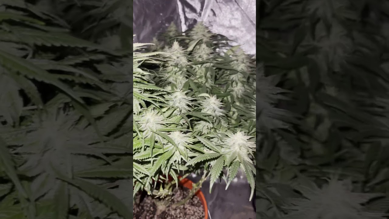 Learn How to Grow Elite frosty Cannabis by Exotic Gorilla.