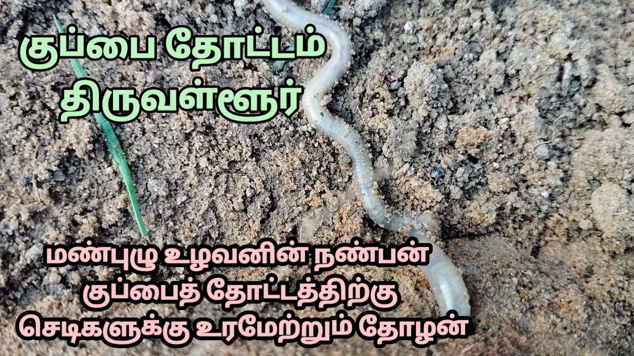 குப்பை தோட்டத்தில் நெல்லும் விளையும், மண்புழுக்கள் வாழும்/நிரந்தர இயற்கை விவசாயம்/திருவள்ளூர்