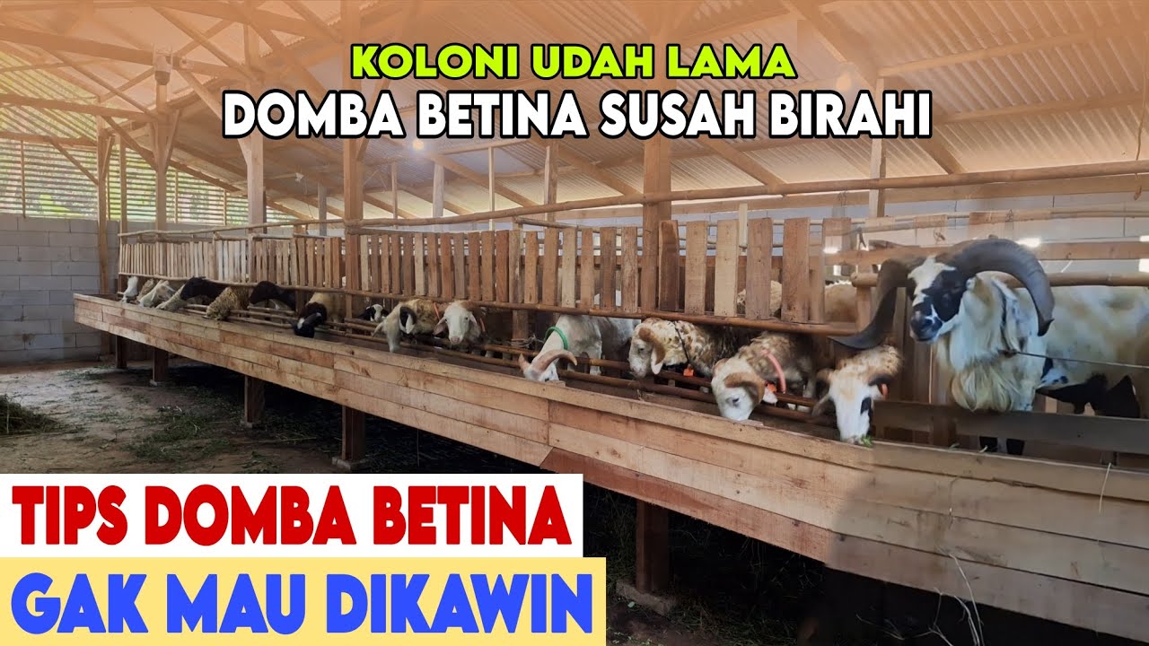 PENANGANAN DOMBA BETINA YANG SUSAH BIRAHI DAN TIDAK MAU DI KAWIN VERSI JASNI FARM