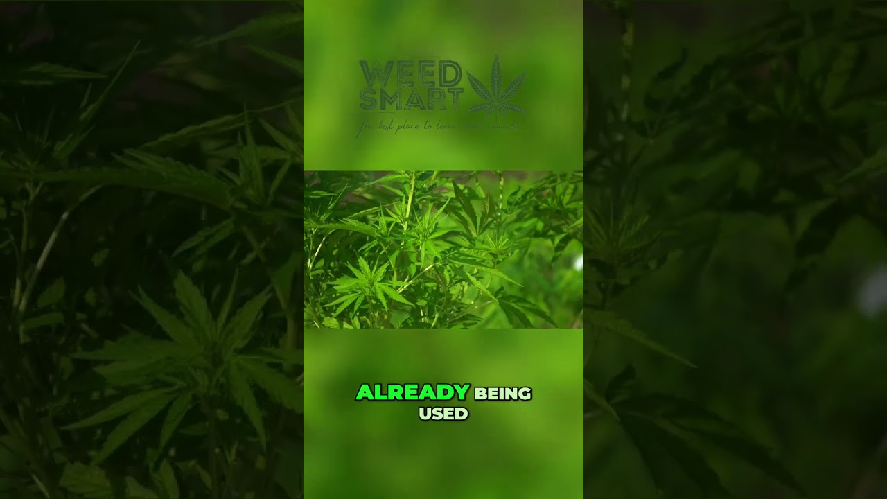 Is CBD the Key to Faster Muscle Recovery?