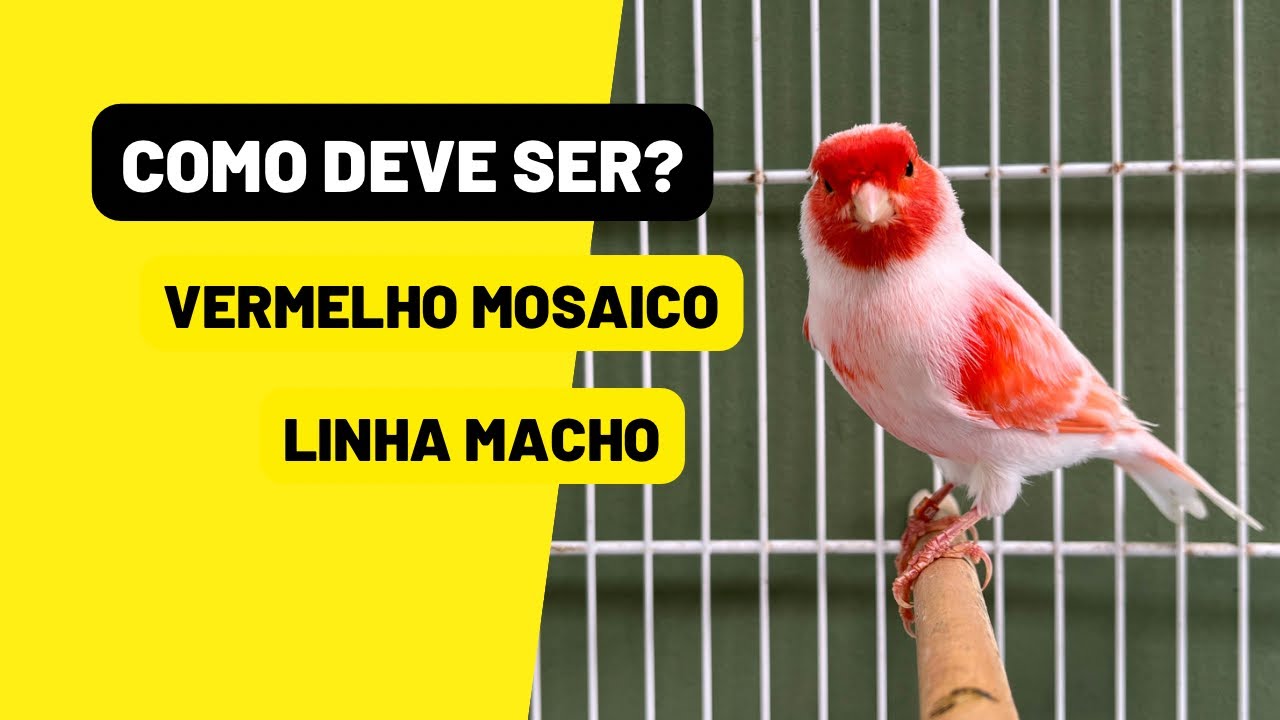 Como deve ser um ótimo canário VERMELHO MOSAICO linha macho? Saiba aqui!