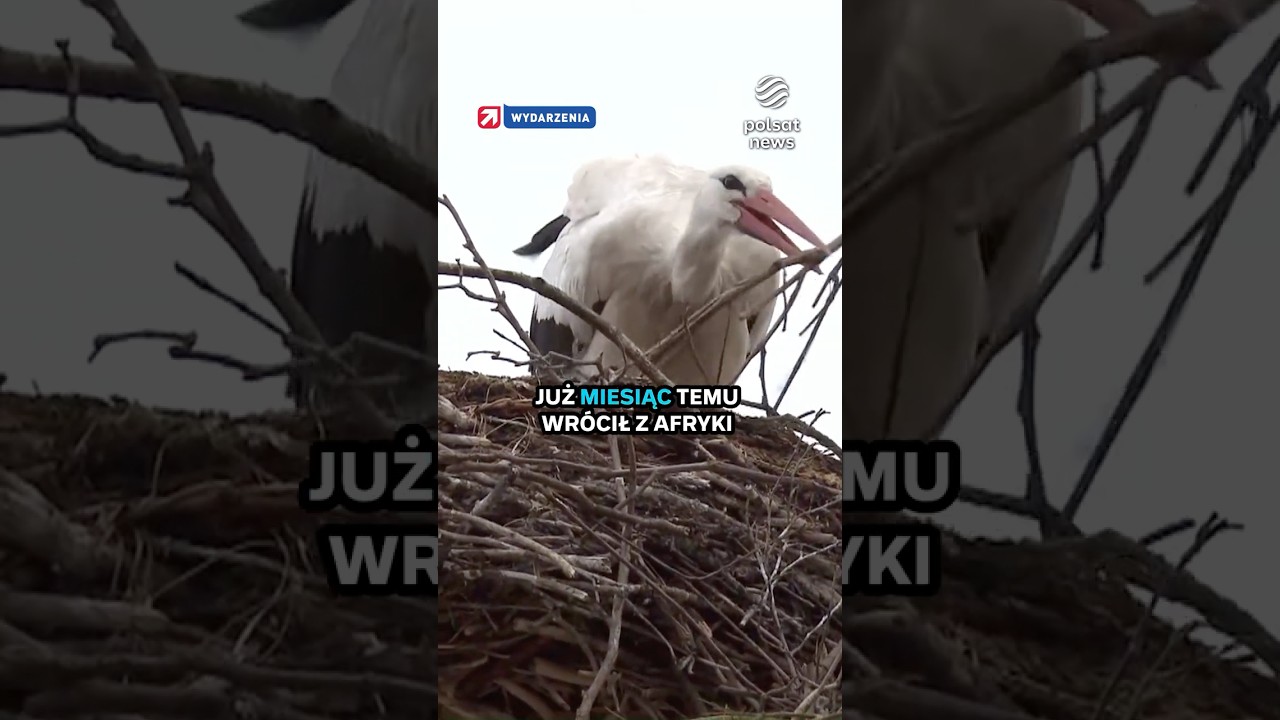 Za Krutkiem rozgląda się cała Polska. Coraz więcej bocian&oacute;w wraca z Afryki