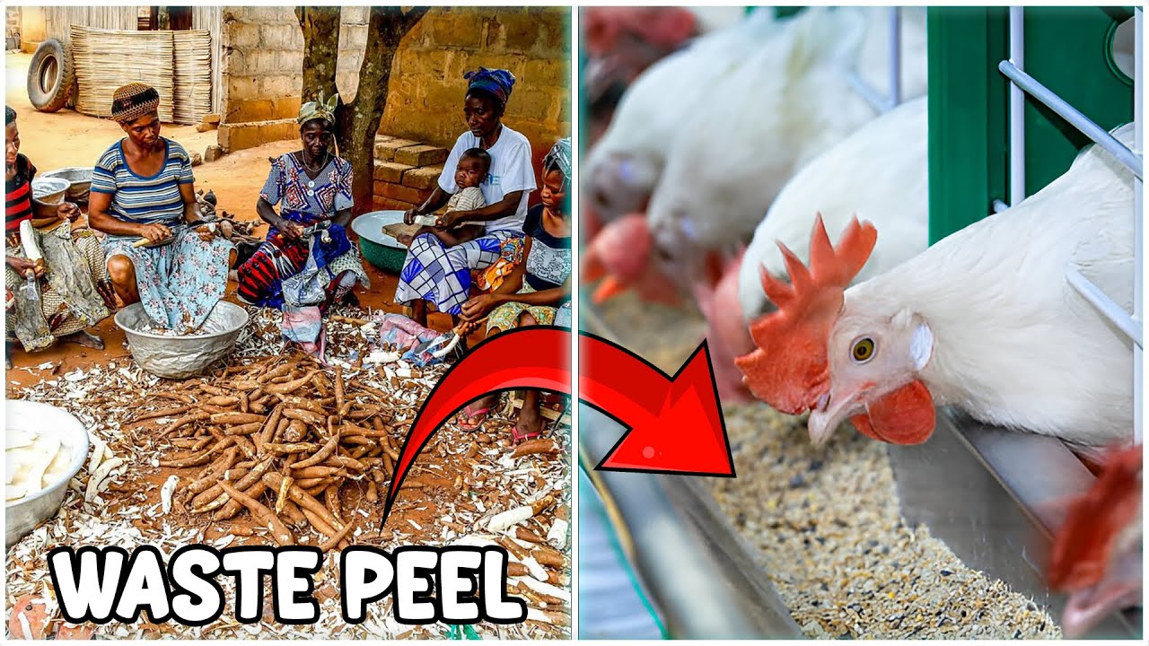 CASSAVA Peel Livestock Feed Making Process