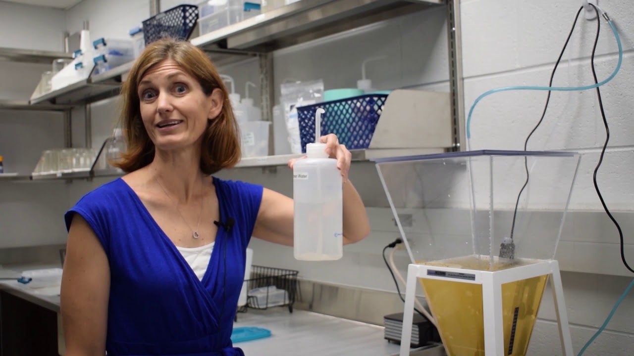 Zebrafish as a model organism for genetic diseases