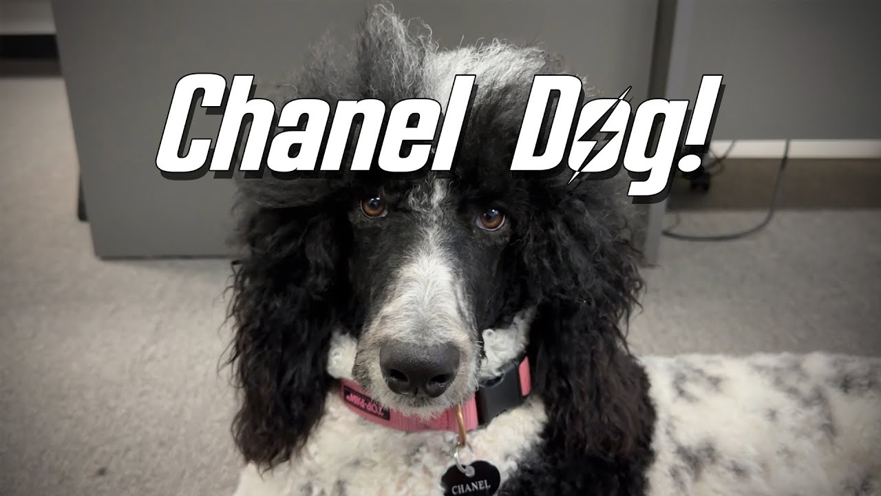 Meet Chanel the Poodle!