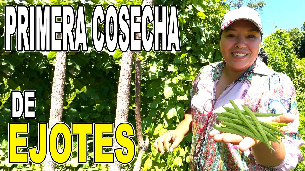 La PRIMERA COSECHA de los EJOTES en la Finca del Patechucho 🧑🏻‍🌾