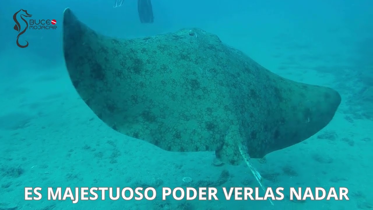 Biodiversidad marina del Cabo de Gata: 