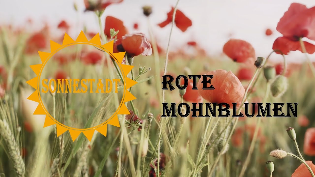 SonneStadt - Rote Mohnblumen