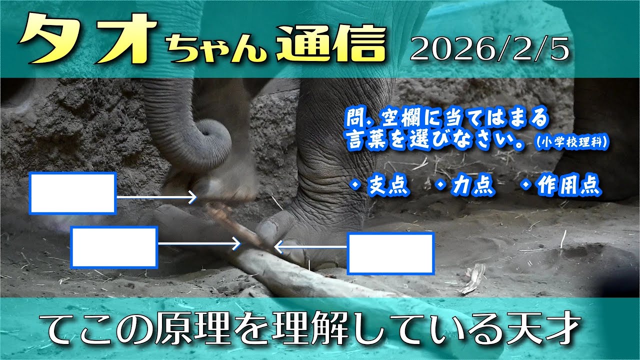 タオちゃん通信 2026/2/5 テコの原理を理解している天才児タオ