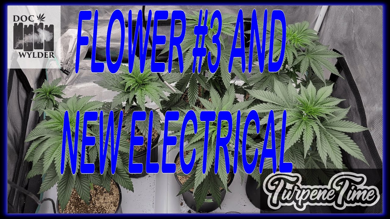 FLOWER 3 ADDED! | NEW ELECTRICAL! | NEW GENETICS! | ORGANIC GARDENING WITH ZOLTRIX GROWER!