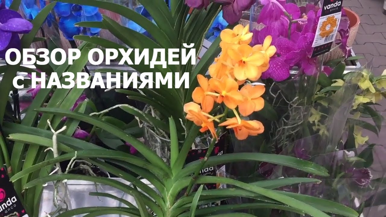 ОБИ ОРХИДЕИ СУПЕР ОБЗОР СОРТОВЫХ ОРХИДЕЙ  акция на 30 процентов скидка