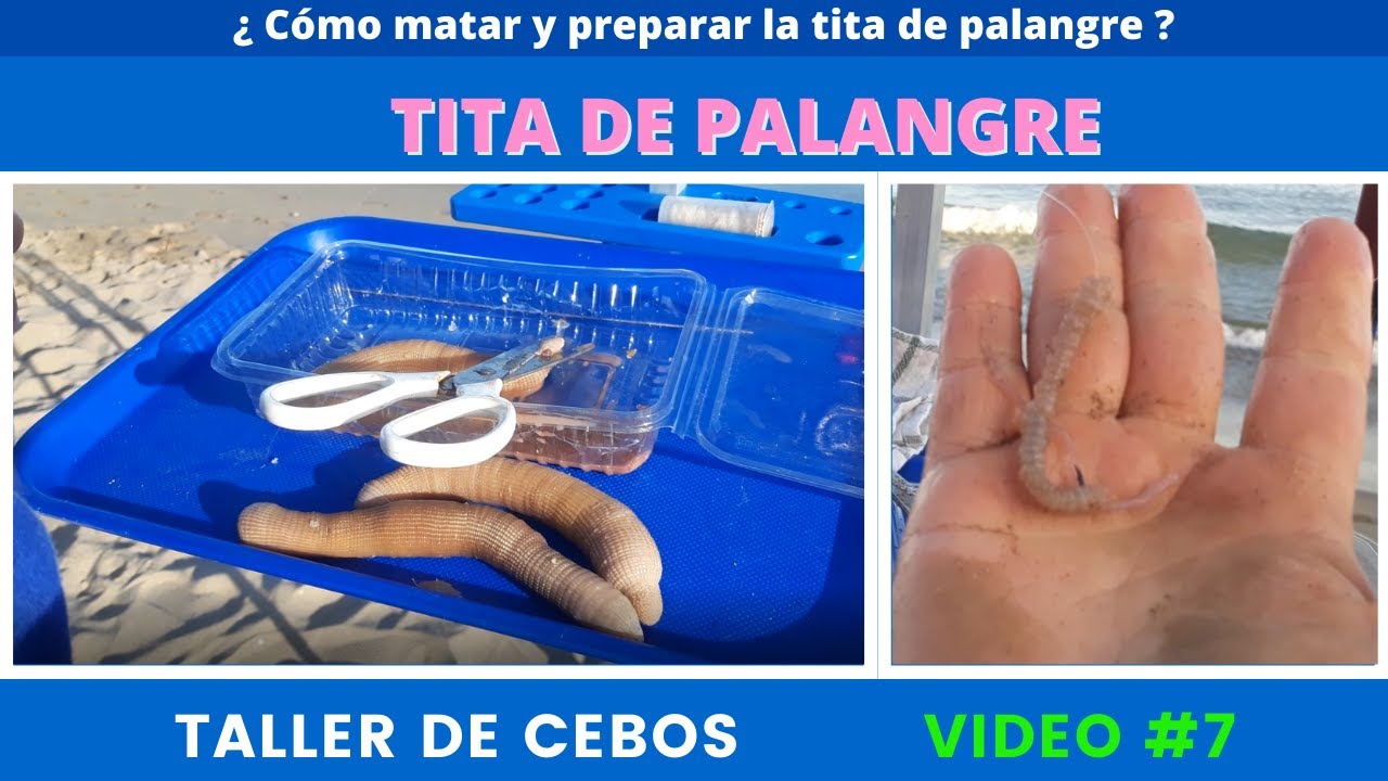 ¿ Cómo matar y preparar la tita de palangre ? *Surfcasting*